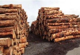 pile of wood logs