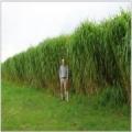 miscanthus-huntly-trials